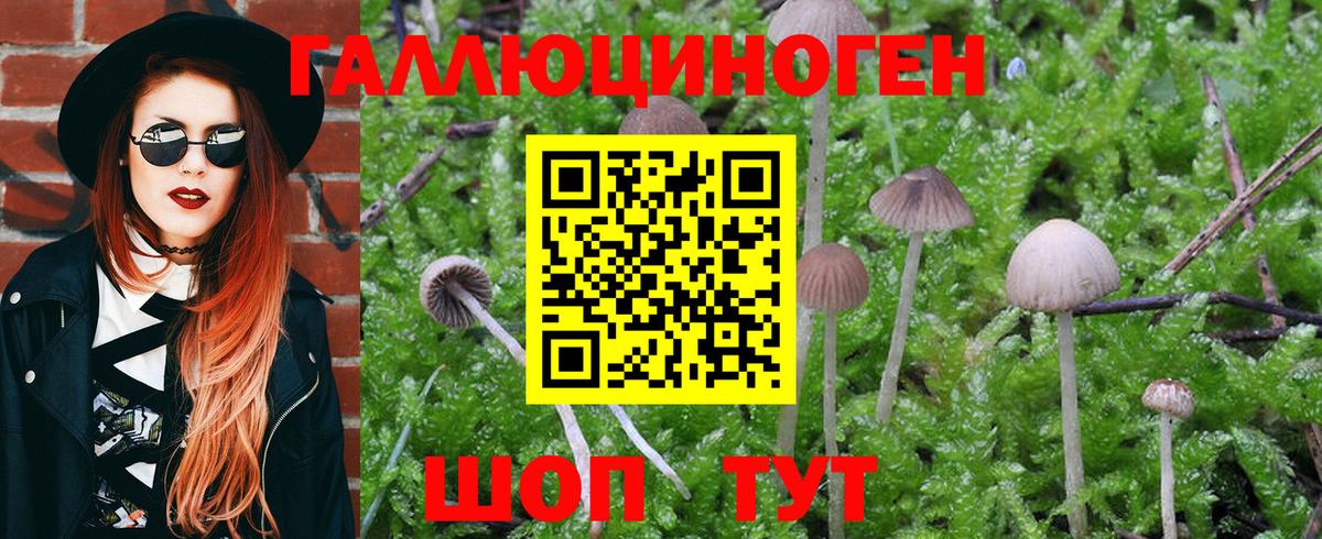 Гуково  Псилоцибиновые грибы MAGIC MUSHROOMS  цены наркотик  Вход с VPN 